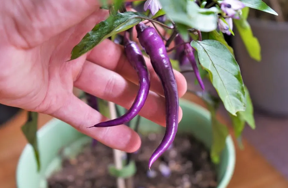 The Allure of Purple Cayenne Pepper: A Visual and Tasty Treat post thumbnail image