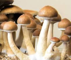 Magic Mushrooms in DC: Nature’s Wonders post thumbnail image