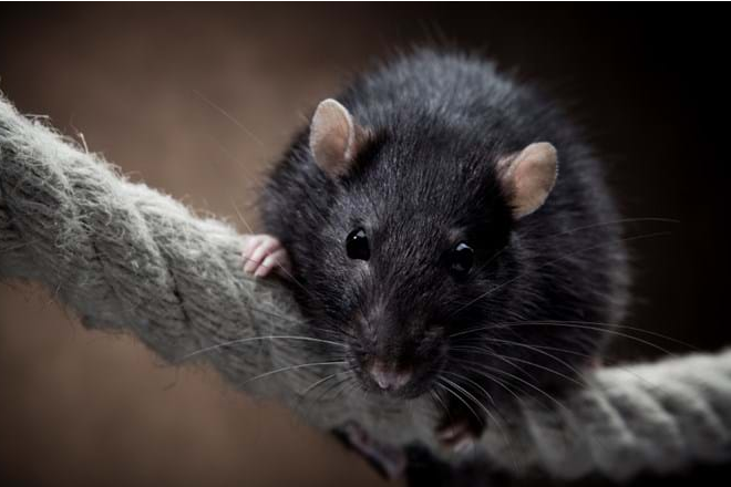 Tampa Rodent Control: Keeping Homes Rodent-Free post thumbnail image