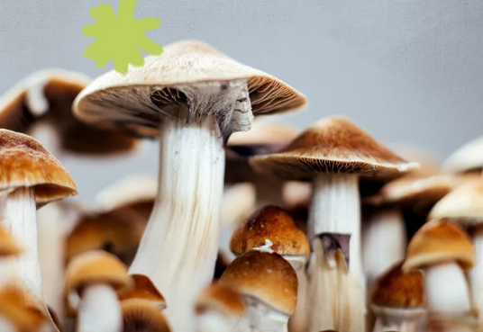 The Art of Cultivating Magic: DC’s Shroom Enthusiasts post thumbnail image